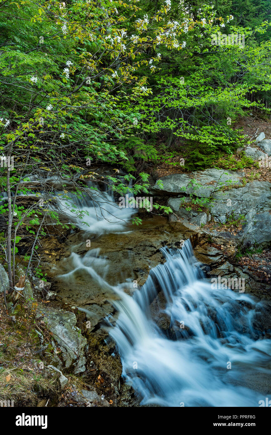 Sims Bach fällt, Frühling, White Mountain National Forest. Carroll Co, NH Stockfoto