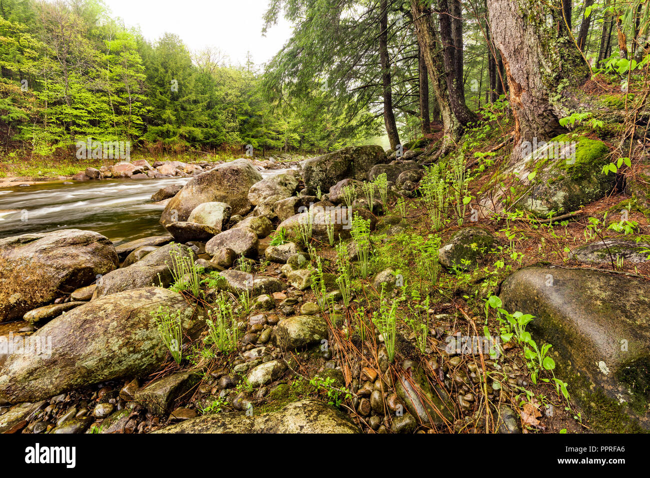 Fiddleheads und Farnen entlang der Ufer des Flusses Sacandaga, Adirondack Mountains, Hamilton Co., NY Stockfoto