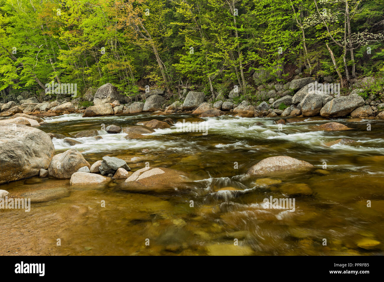 Swift Fluss im Frühjahr, White Mountain National Forest, Carroll Co, NH Stockfoto