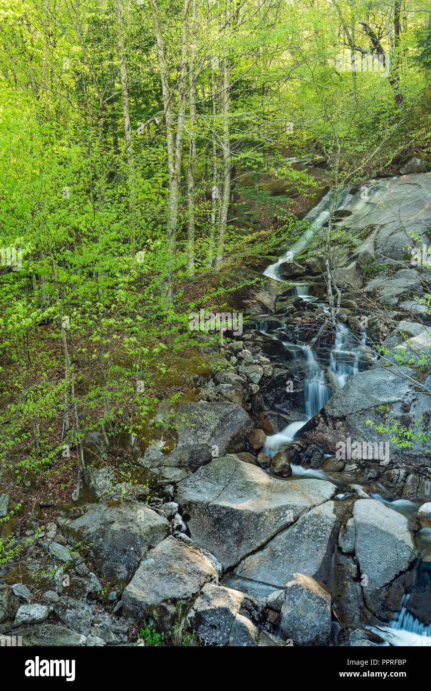 Kleine namenlose Wasserfall entlang der Route 112 im Frühjahr, Grafton Co., White Mountain National Forest, NH Stockfoto