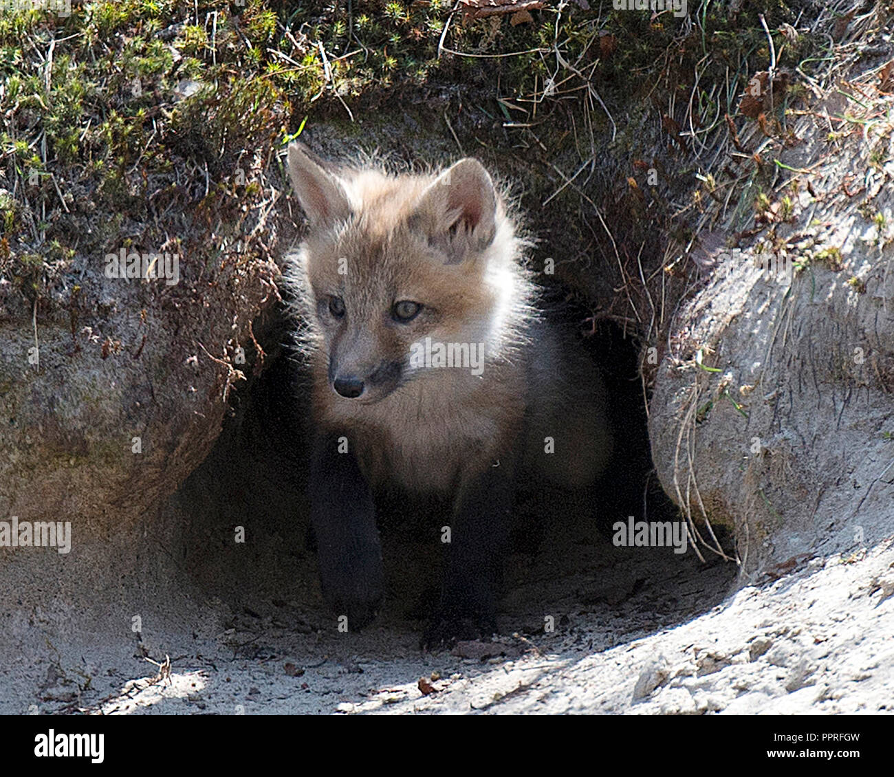 Red Fox Baby in aus der Höhle Eingang und seine Umgebung. Stockfoto