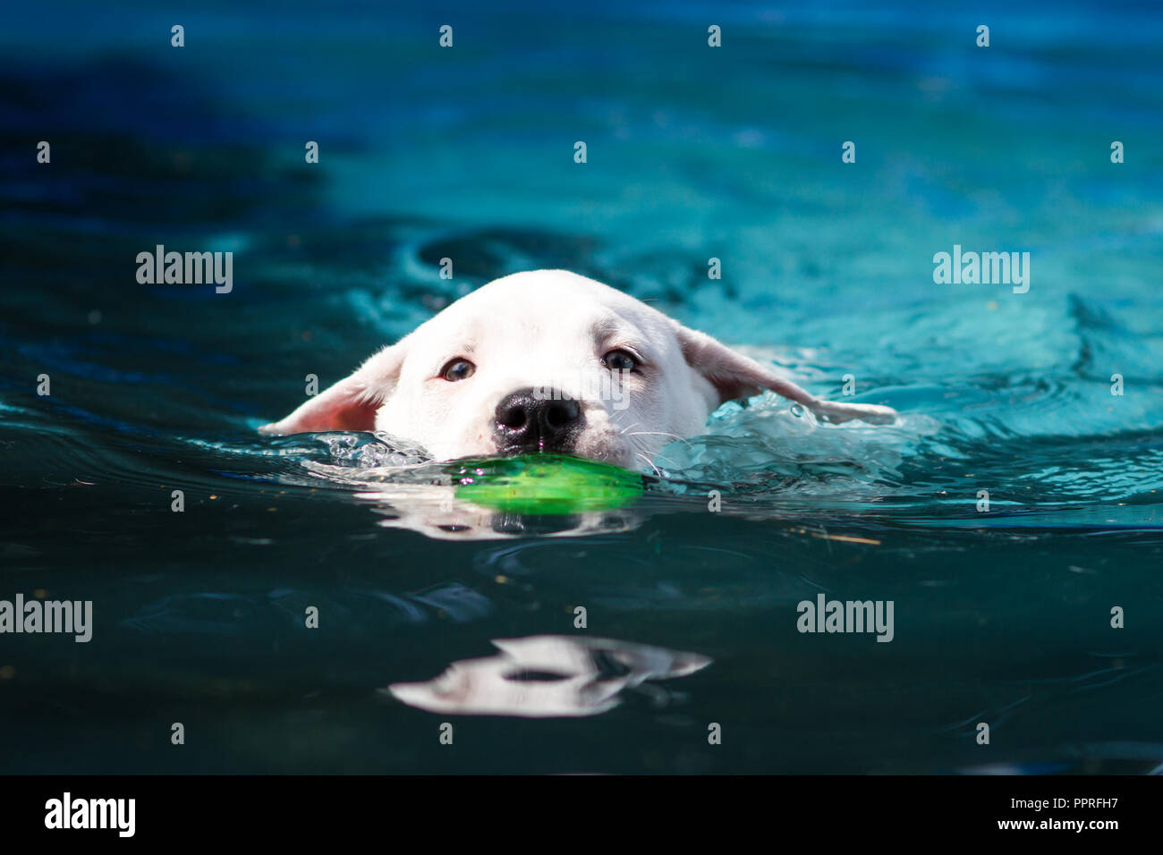 Weiße amerikanische Bulldogge Welpen schwimmen in der Schwimmhalle und holen eine Kugel Stockfoto