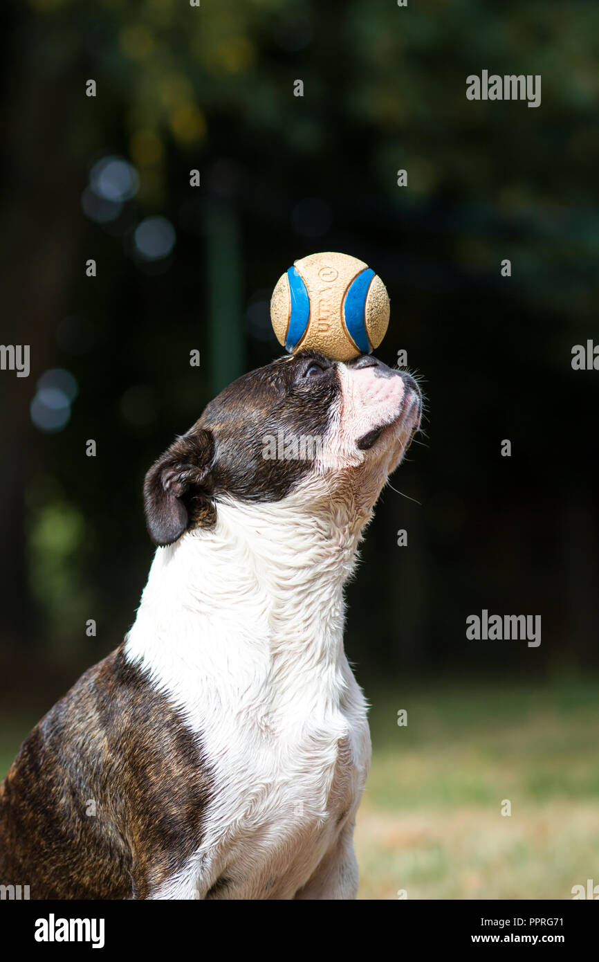 Boston Terrier, ein Trick mit einer Kugel Stockfoto