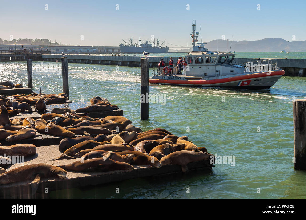 Us-Küstenwache Boot geht durch die Docks mit Flock von schlafenden Seelöwen am Pier 39 in San Francisco, Kalifornien, USA. Stockfoto