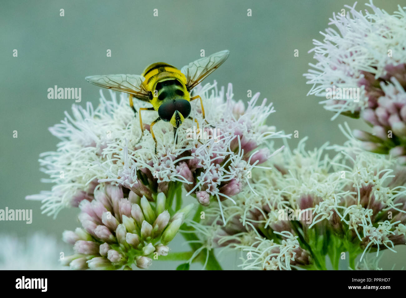 Nahaufnahme eines schwarzen und gelben Hoverfly Fütterung auf Nektar auf weißen Blumen im Garten Stockfoto