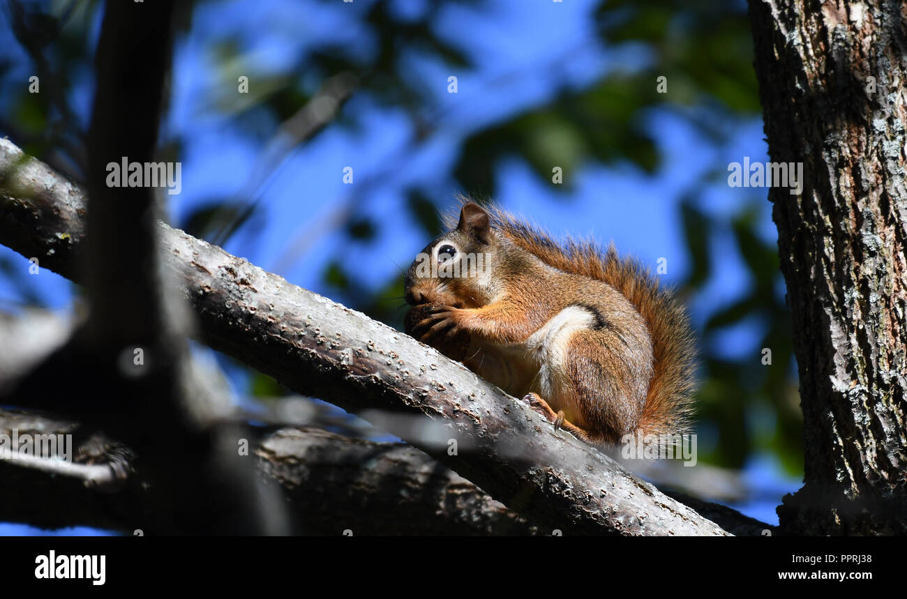 Grau rötlich Eichhörnchen genießen Sie ein Frühstück Mutter Stockfoto
