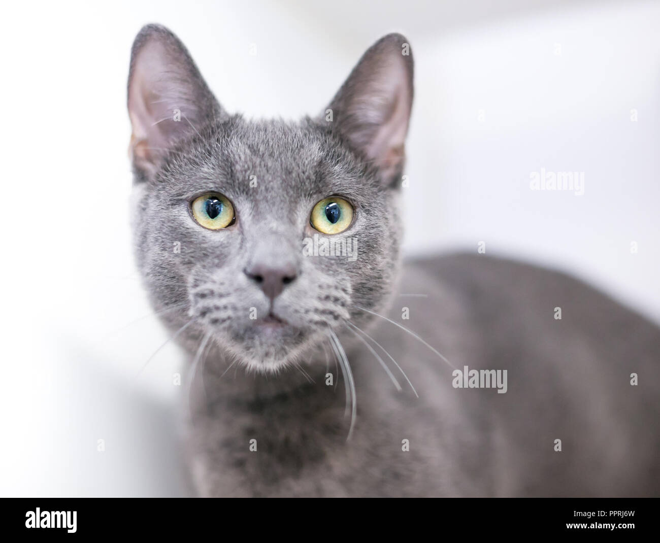 Ein graues inländischen Kurzhaar Katze mit gelben Augen Stockfoto