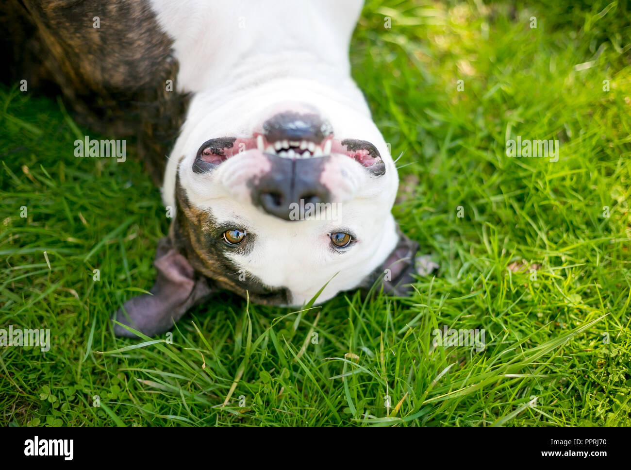 Eine Grube Stier Terrier Mischling Hund auf den Kopf im Gras liegend und lächelnd Stockfoto