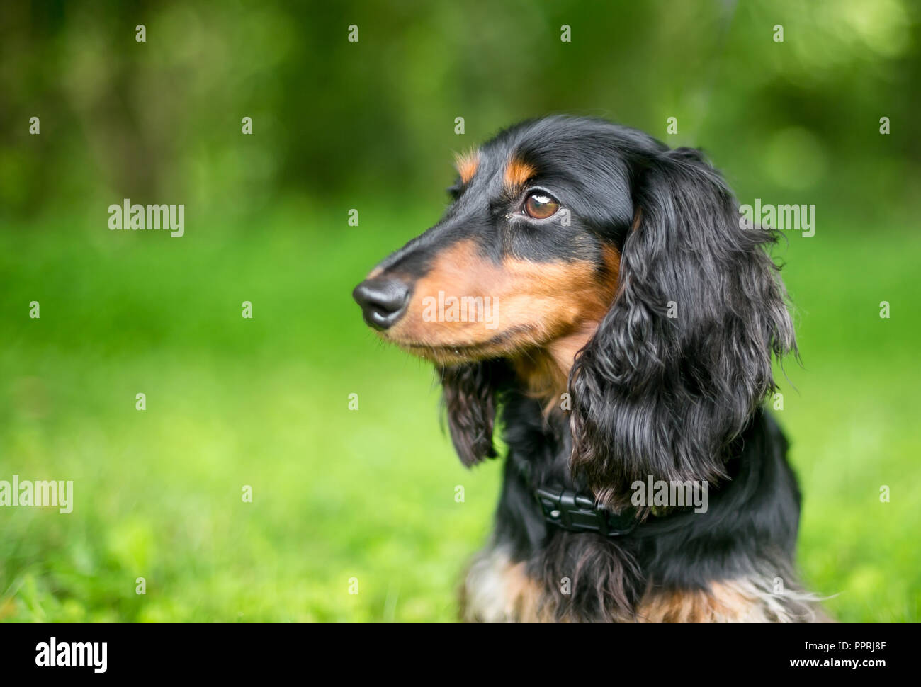 Profil von einem schwarzen und roten Langhaarigen Dackel Hund im Freien Stockfoto