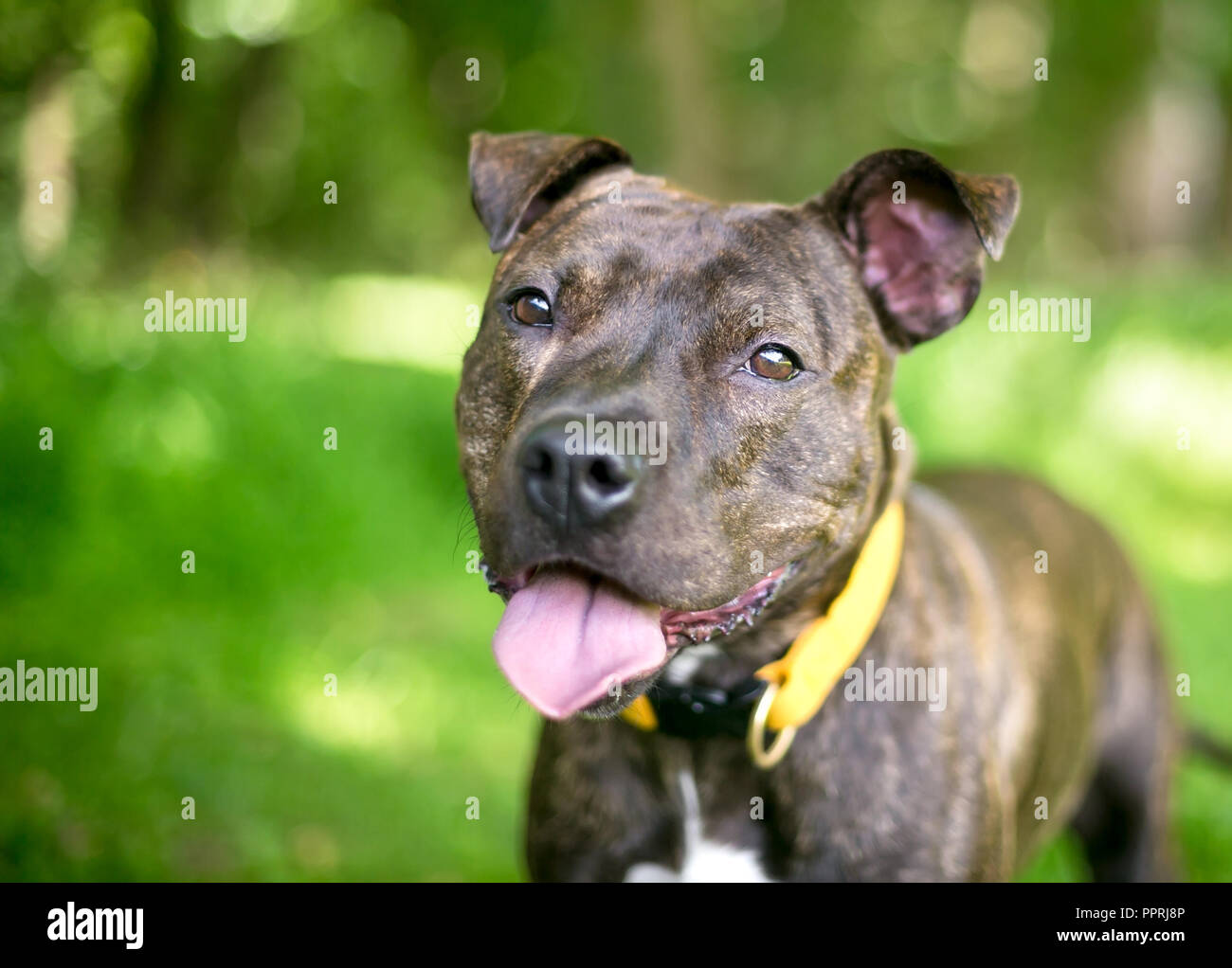 Eine brindle und weiße Grube Stier Terrier Mischling Hund mit einem  glücklichen Ausdruck Stockfotografie - Alamy