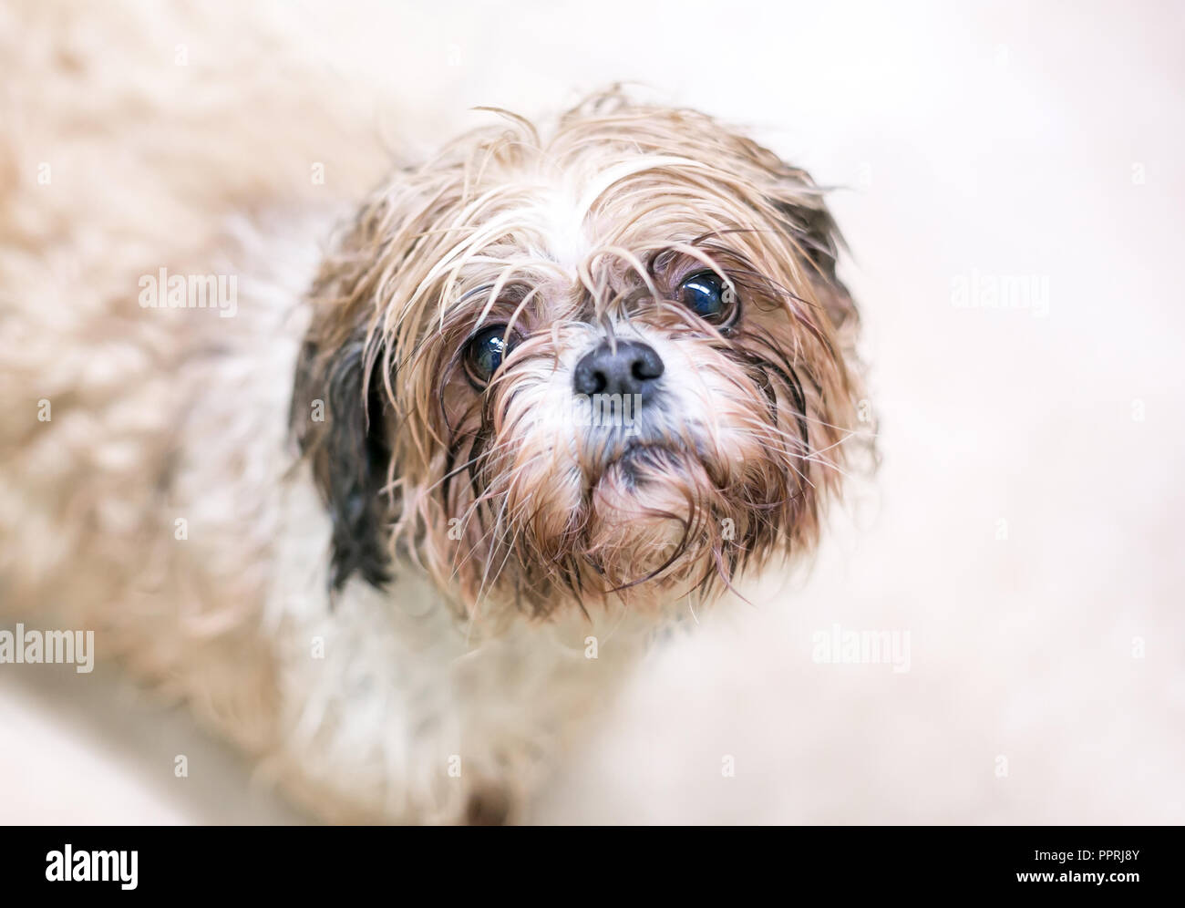 Einen feuchten und verschmutzten Hund mit einem traurigen Ausdruck auf seinem Gesicht Stockfoto