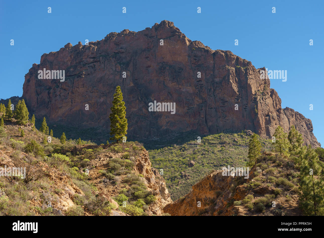 Pine Tree gegen große Felsformation von sonnigen Tag Stockfoto