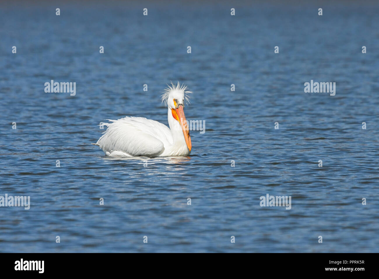 Eine American White Pelican mit einem schlechten Frisur schwimmt einem tiefblauen See. Stockfoto