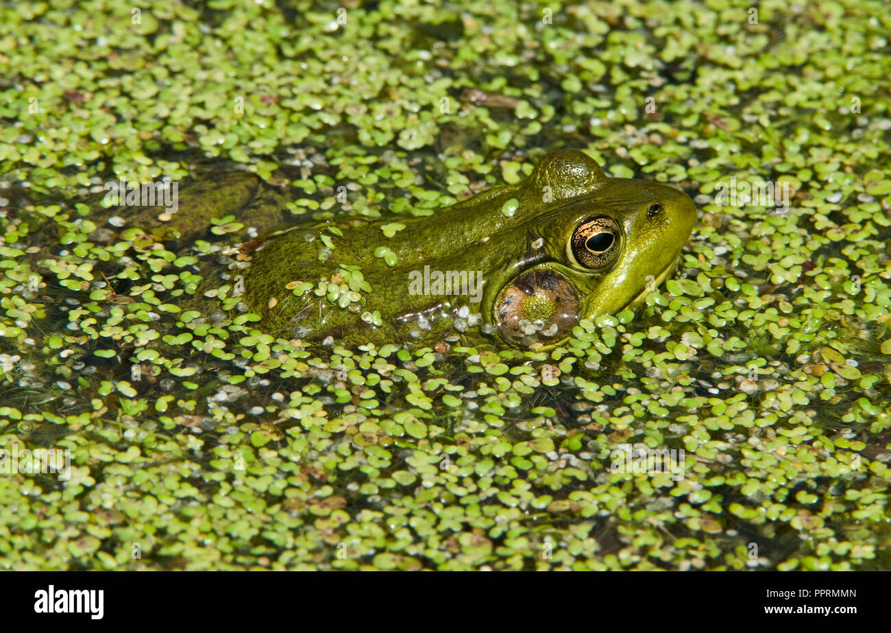 Green Frog Lithobates clamitans in Wasserlinsen Lemna, E N Nordamerika, durch Überspringen Moody/Dembinsky Foto Assoc Stockfoto