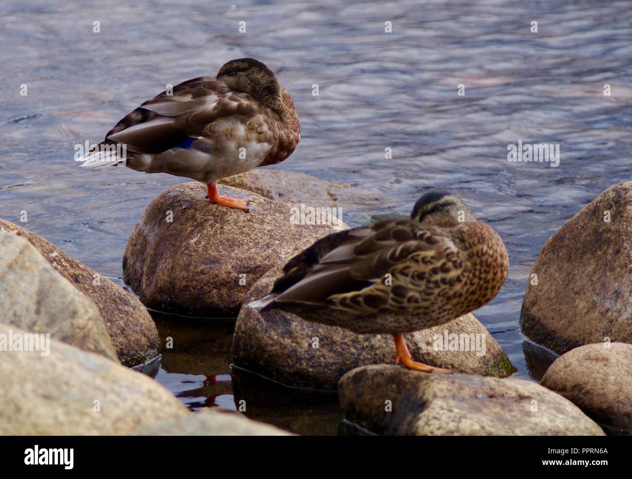 2 Ducks schlafen Stockfoto