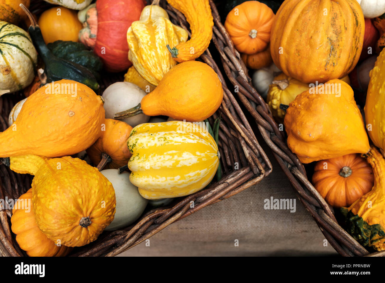 Cucurbita moschata. Squash, butternut Kürbis, Kürbis - Winter Squash Sorten Stockfoto
