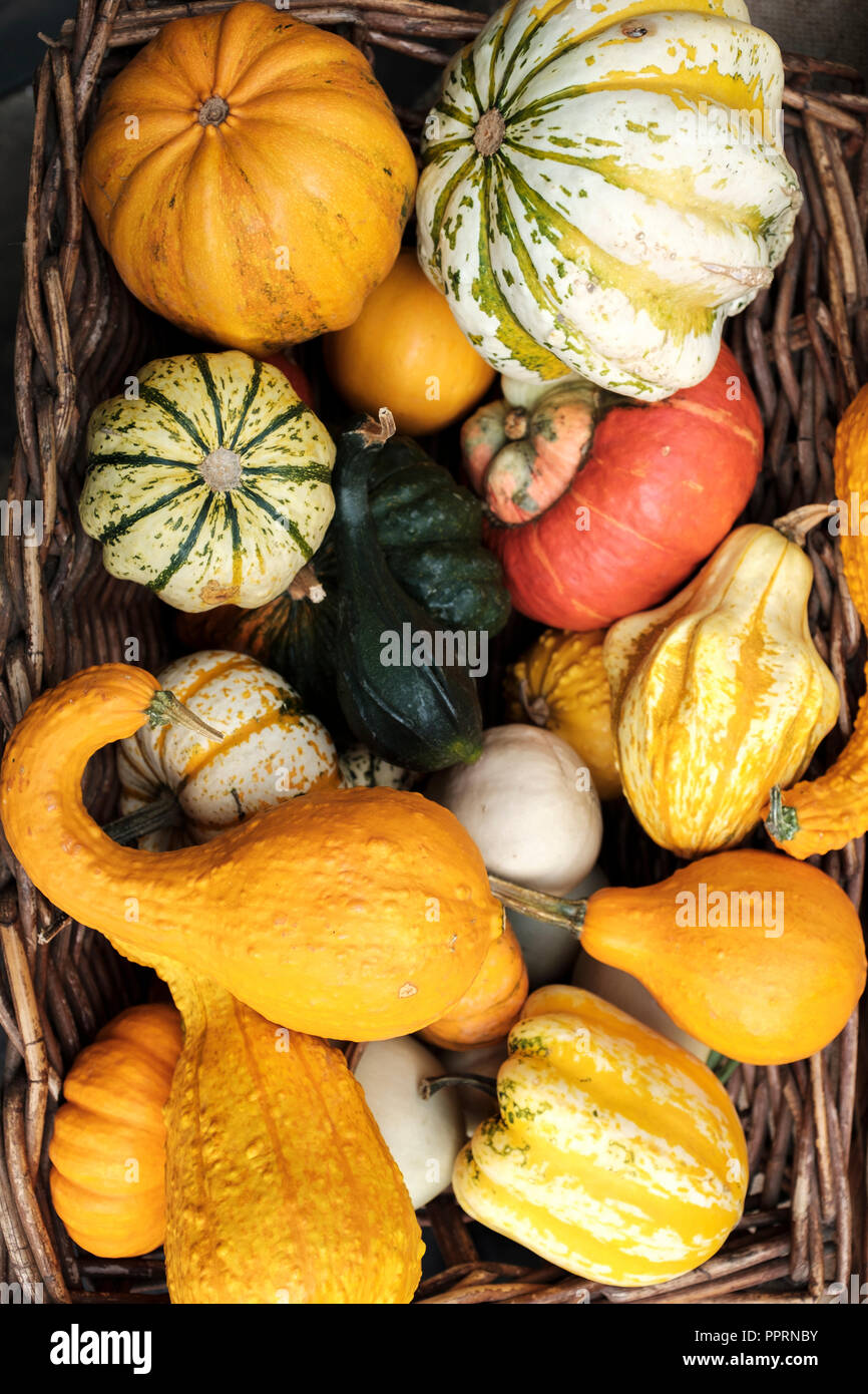 Cucurbita moschata. Squash, butternut Kürbis, Kürbis - Winter Squash Sorten Stockfoto