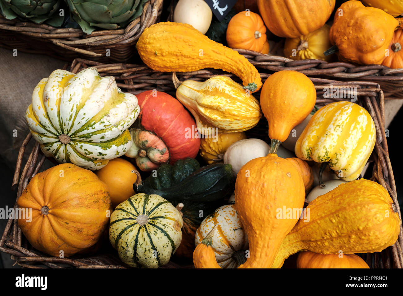 Cucurbita moschata. Squash, butternut Kürbis, Kürbis - Winter Squash Sorten Stockfoto