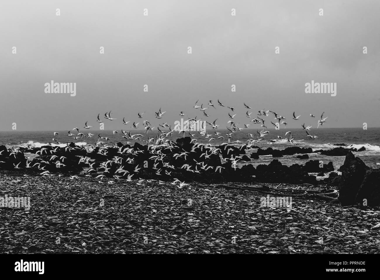 Ein Schwarm Vögel zieht aus einer Regenzeit Strand an der Küste von Neuseeland, Wellington. Stockfoto