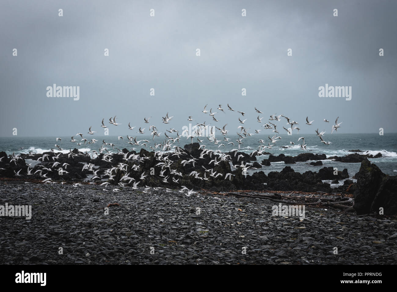 Ein Schwarm Vögel zieht aus einer Regenzeit Strand an der Küste von Neuseeland, Wellington. Stockfoto