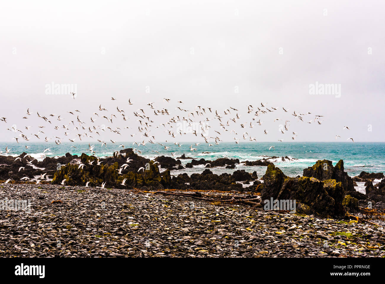 Ein Schwarm Vögel zieht aus der zerklüfteten Küste von Wellington, Neuseeland. Stockfoto