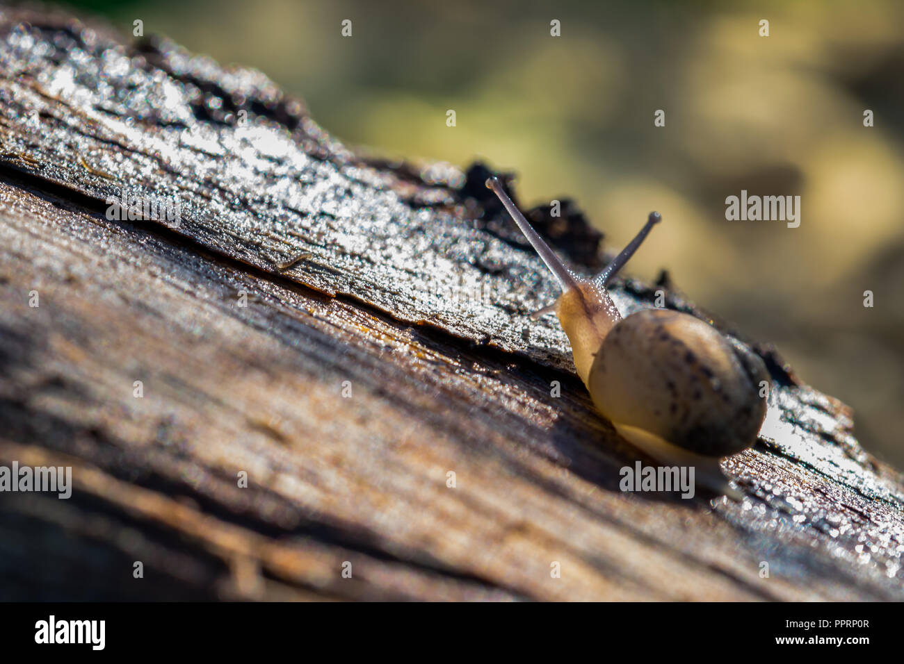 Ein Land snail Wandern auf einem Baumstamm, Schleim hinter sich. Körper halb durchsichtig durch Sonne beleuchtet, Schnecke Auge Tentakel, gelb braun Shell, Weg suchen Stockfoto