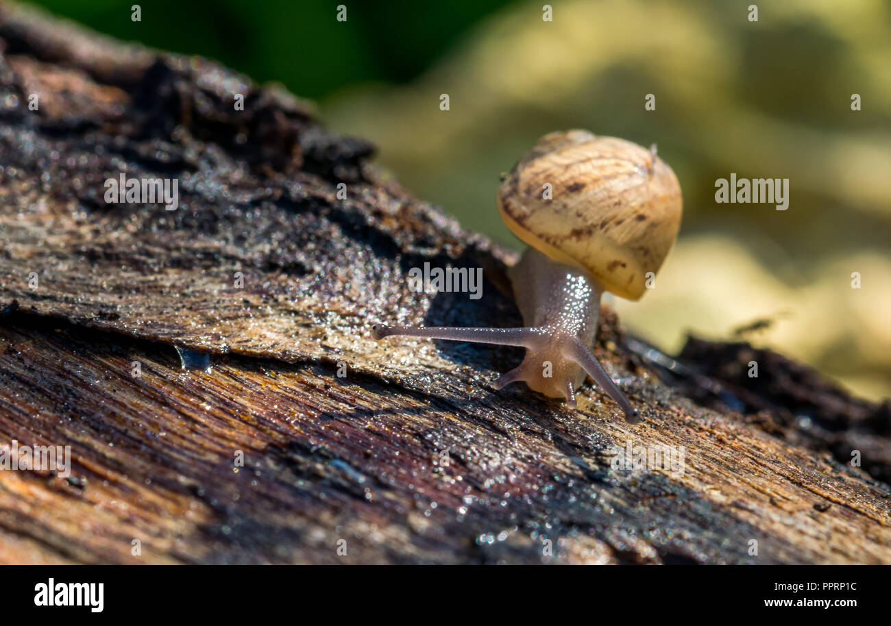 Ein Land snail gehen auf einem anmelden, die Kamera langsam nähern. Sein Auge Tentakeln heraus sind, graues Gehäuse, gelbe und braune Schale, auf der Suche nach Essen, neugierig. Stockfoto