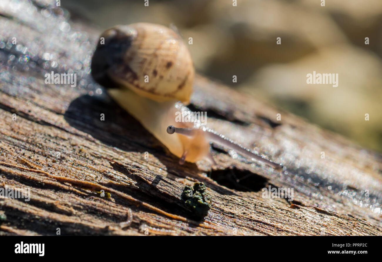 Ein Land snail Wandern auf einem Baumstamm, Schleim hinter sich. Das schneckentempo Körper leuchtet durch die Morgensonne, und das Auge Tentakel, gerade mit Blick auf die Kamera Stockfoto