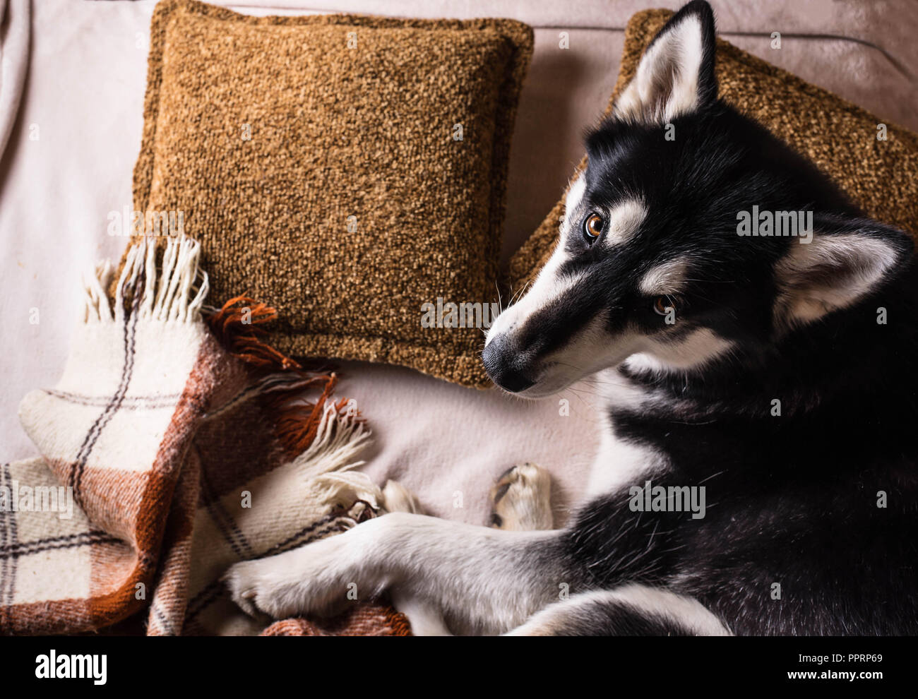 Süßer Hund schlafen in einem Bett unter einem Plaid Stockfoto