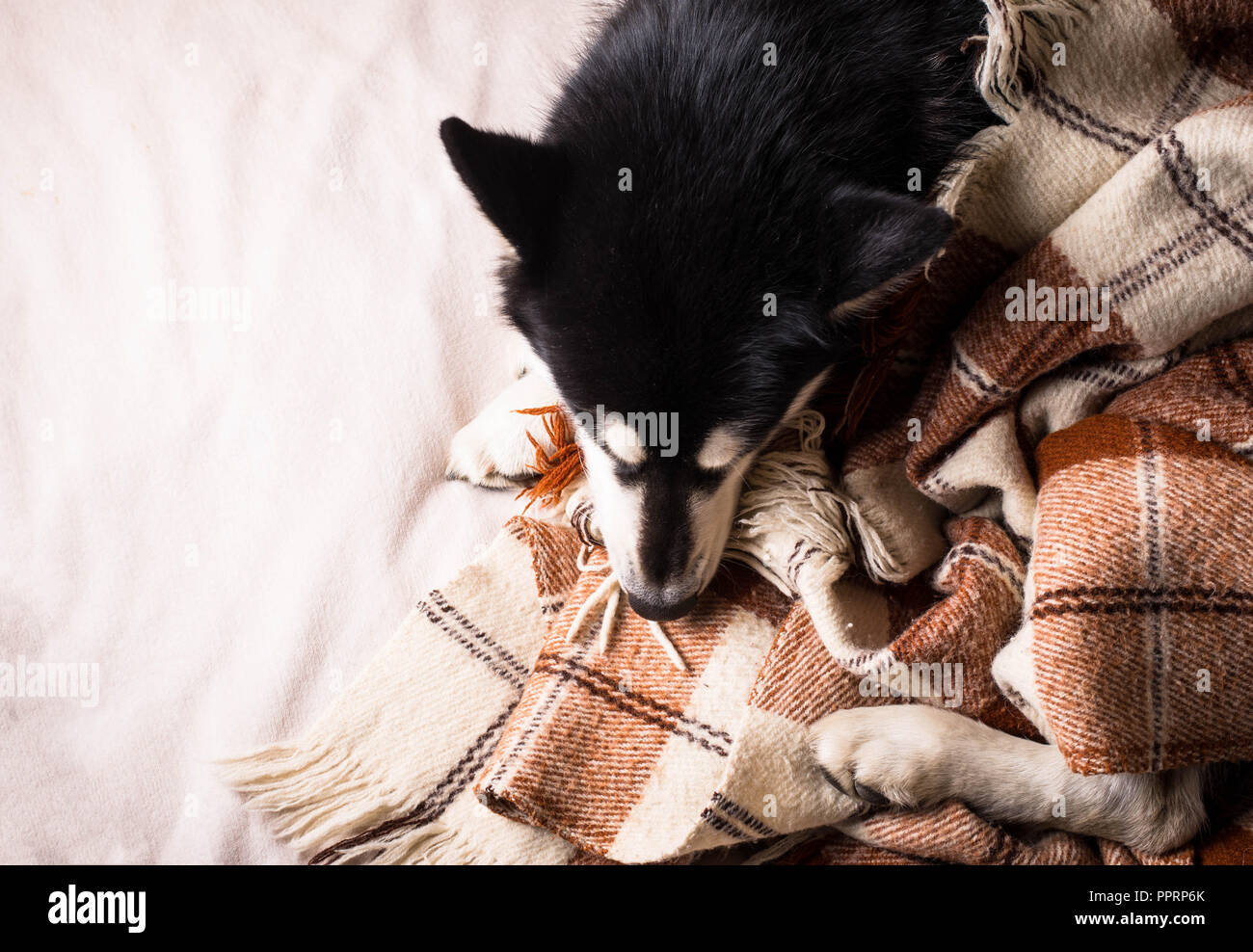 Süßer Hund schlafen in einem Bett unter einem Plaid Stockfoto