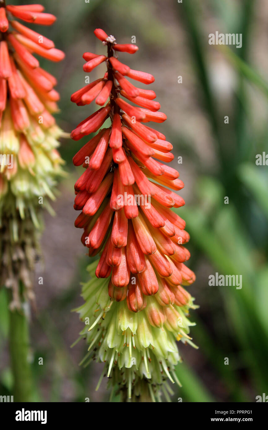 Blumen der Kniphofia tritoma, auch genannt, red hot Poker, Taschenlampe Lily, knofflers oder Poker Anlage Stockfoto