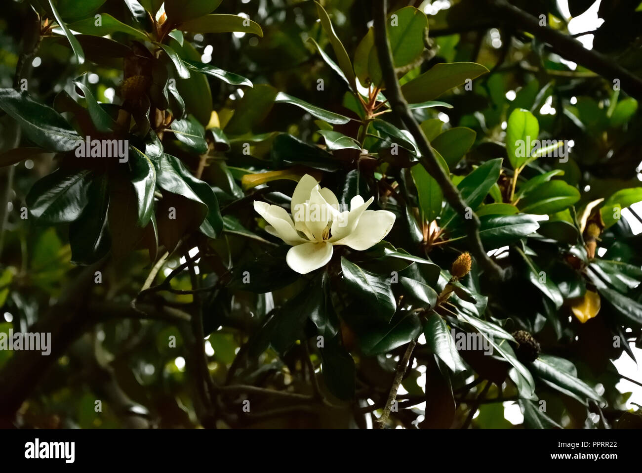 Magnolie in der Nähe von white magnolia flower in Georgia, USA. Stockfoto