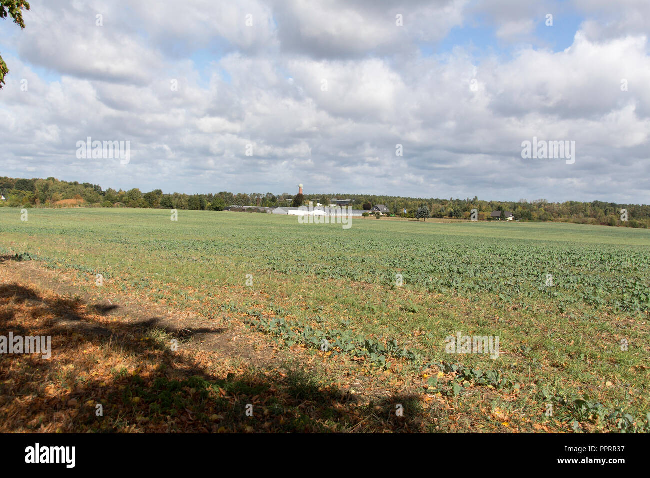 Ein Feld in der Nähe von Kladow, Berlin, Deutschland Stockfoto