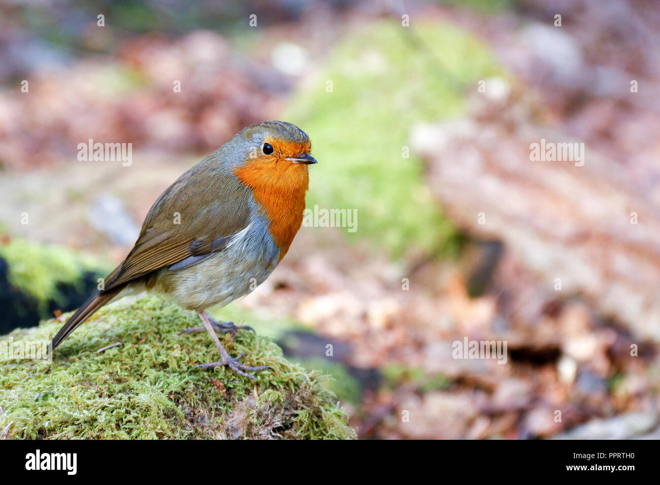Einzelne erwachsene Europäische Rotkehlchen (Erithacus Rubecula) thront auf einem Baumstamm Stockfoto