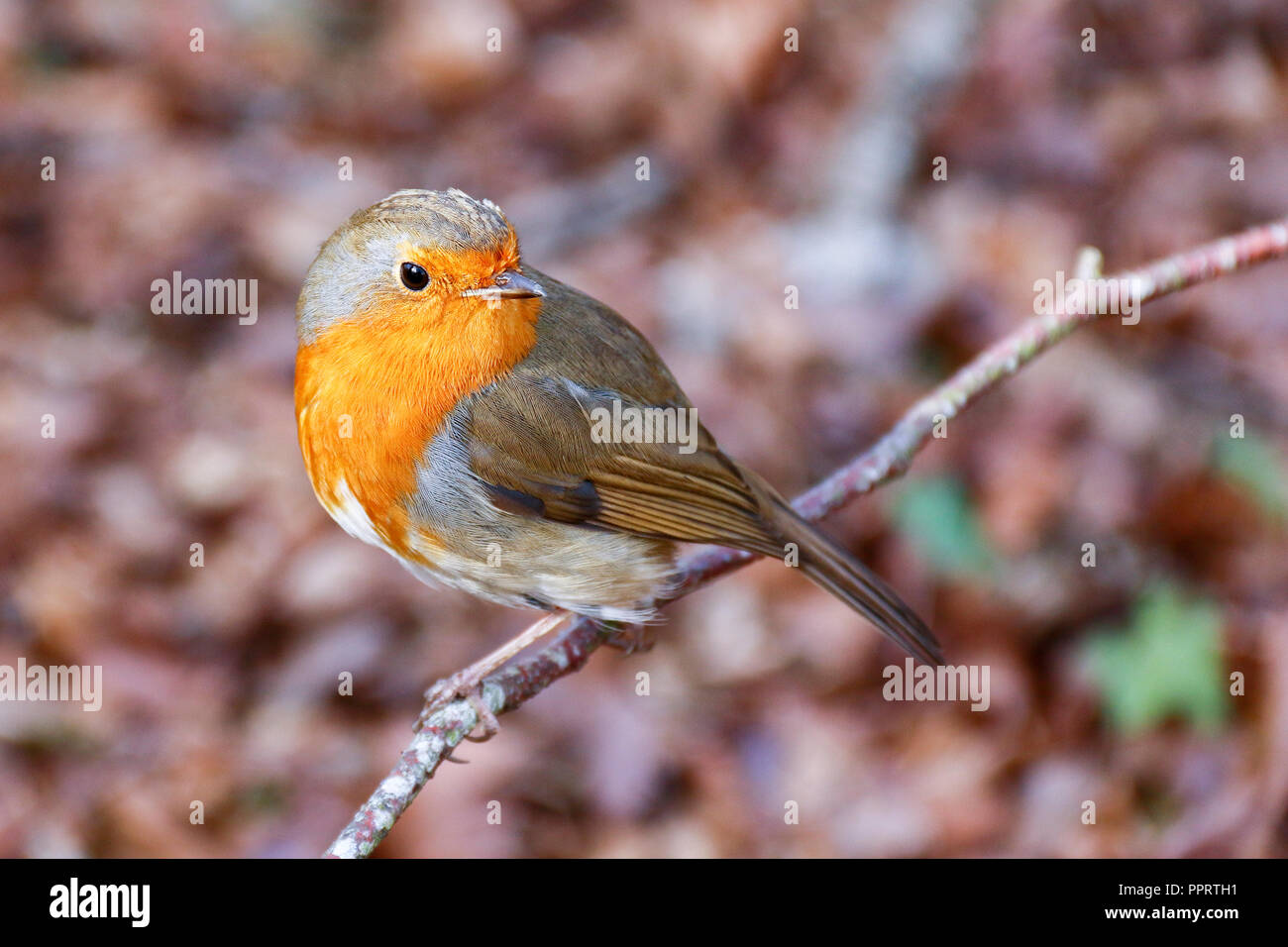 Einzelne erwachsene Europäische Rotkehlchen (Erithacus Rubecula) thront auf einem Zweig Stockfoto