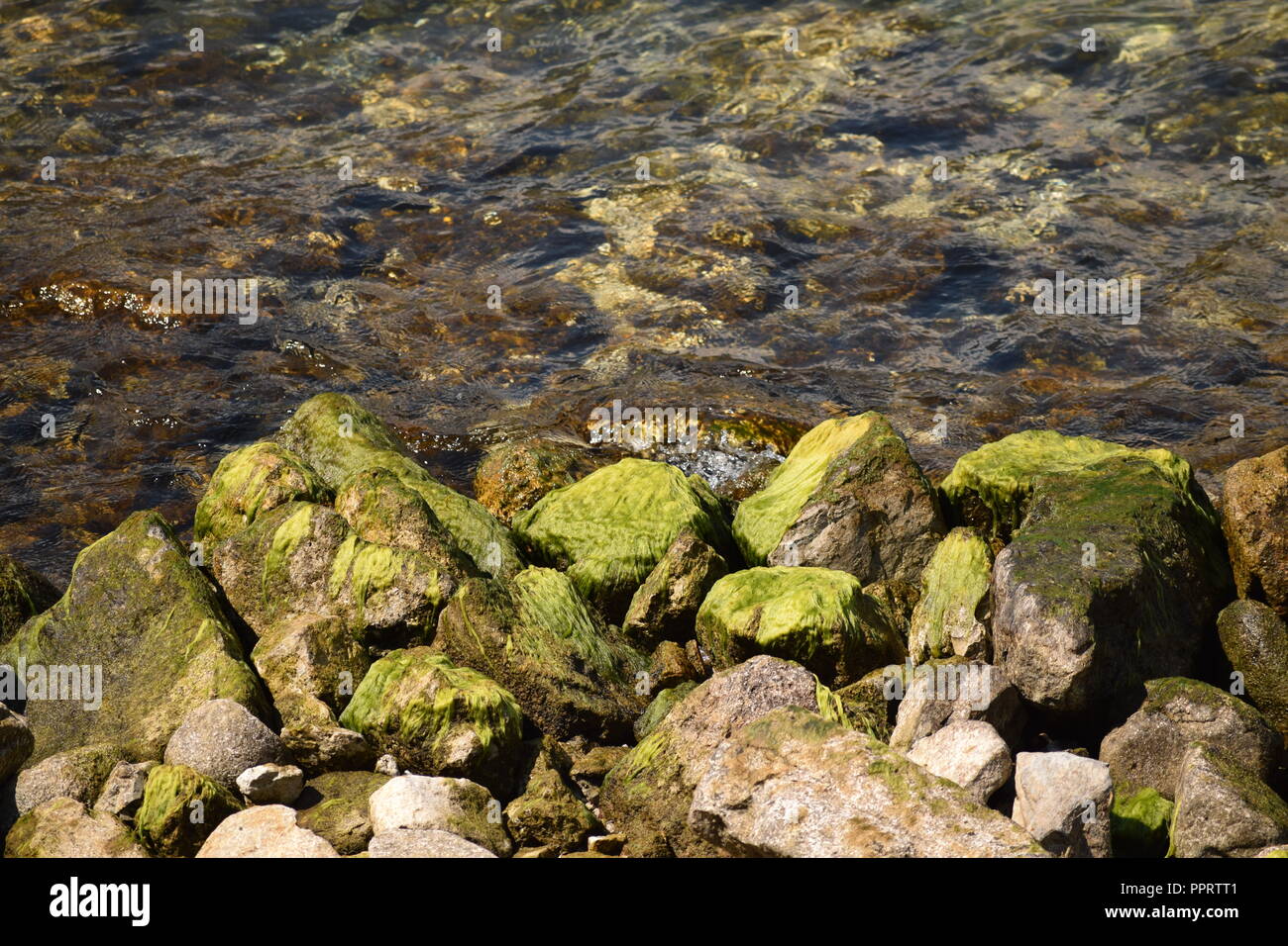 Helle grüne Algen auf den Felsen am See am Comer See, Italien Stockfoto