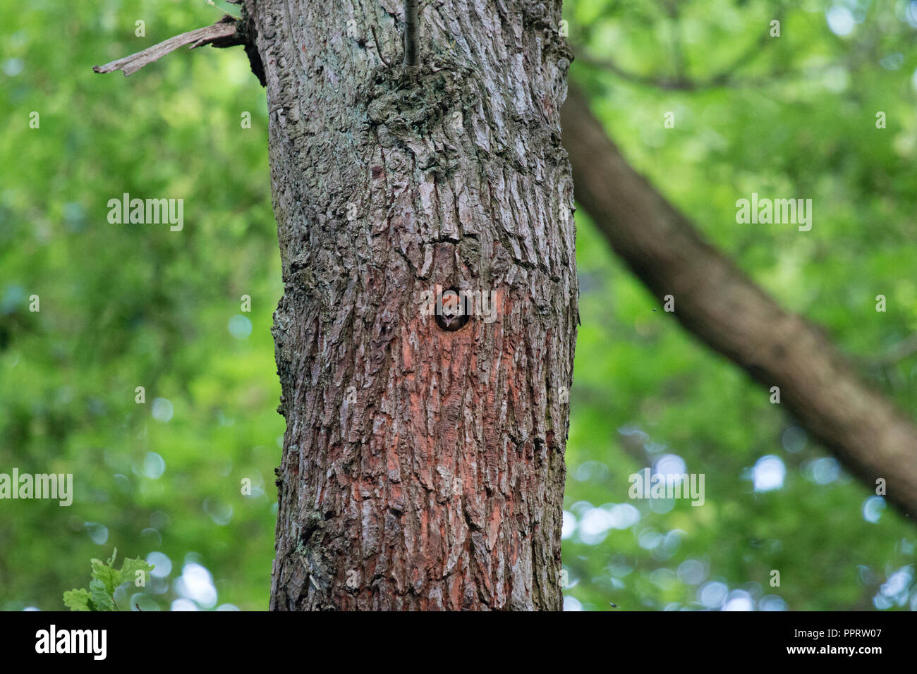 Eine größere Buntspecht Küken blickt von seinem Nest Loch in einen Baum. Stockfoto