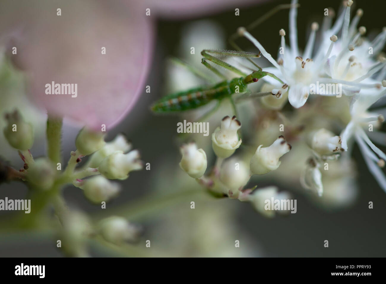 Ein assassine Fehlerjagd in eine Hortensie Anlage. Stockfoto