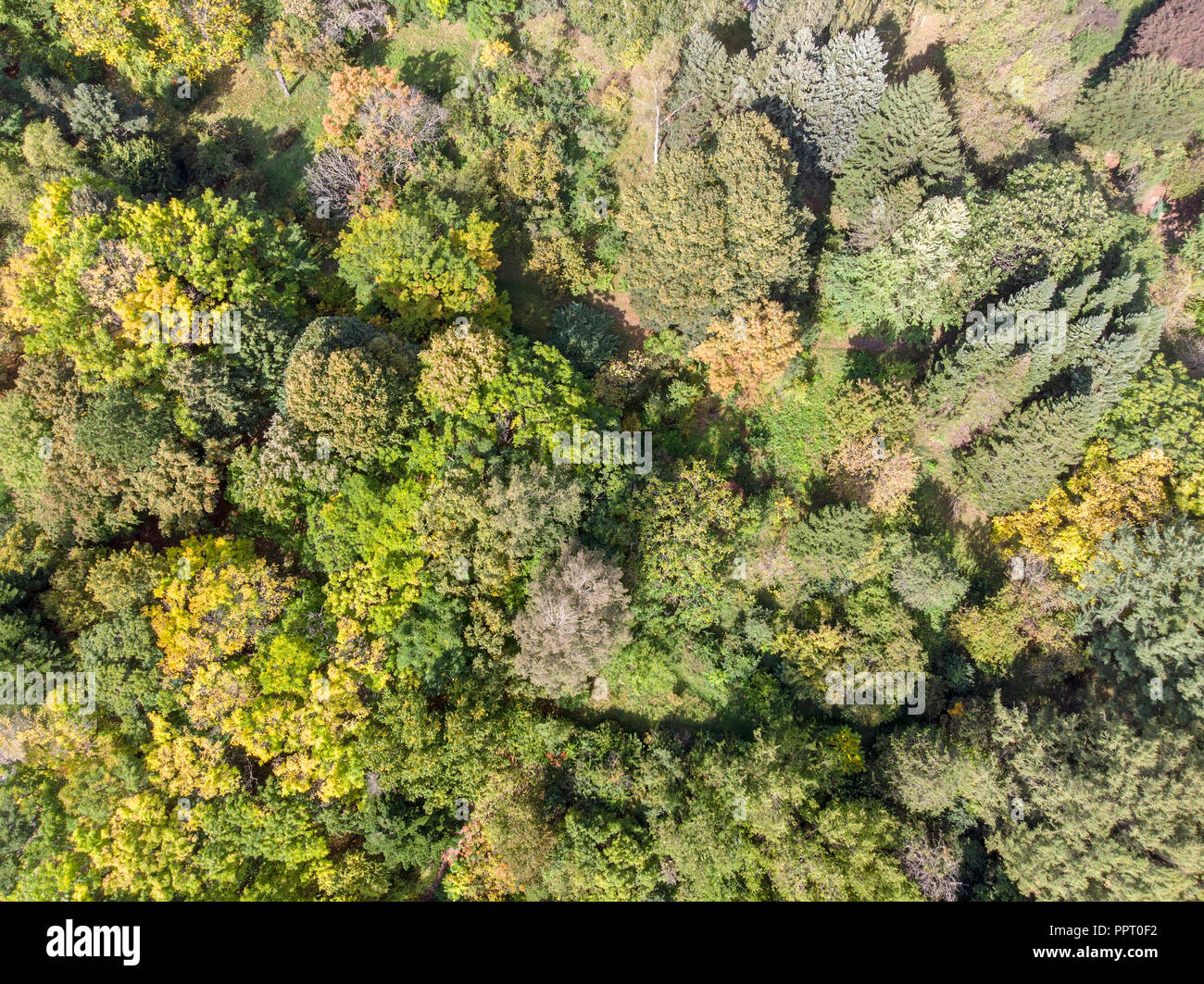 Herbst Wald Draufsicht Landschaft. Wald Bäume im Herbst Saison Stockfoto