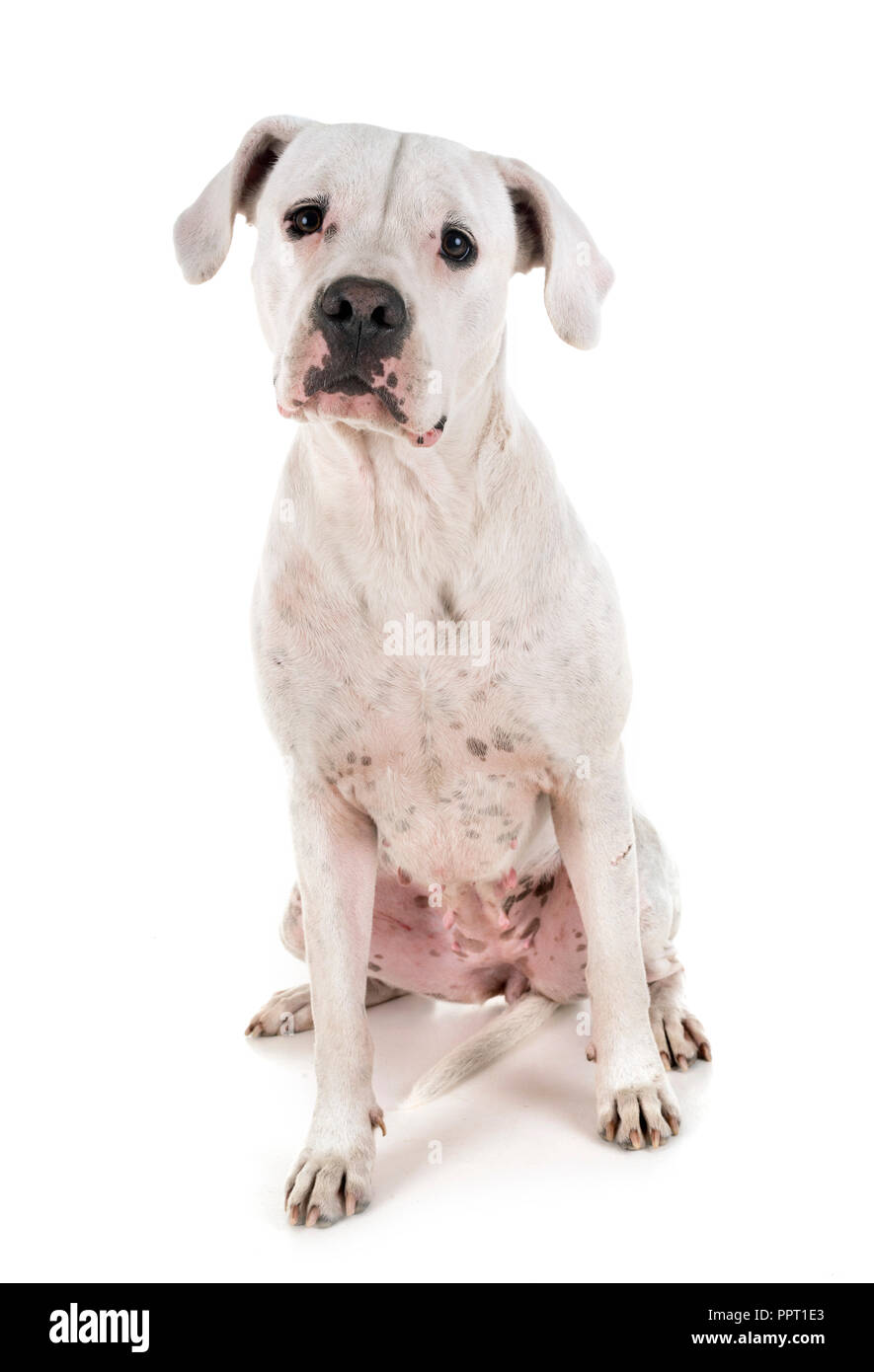 Argentinische Hund vor weißem Hintergrund Stockfoto