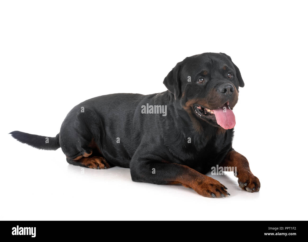 Argentinische Hund vor weißem Hintergrund Stockfoto