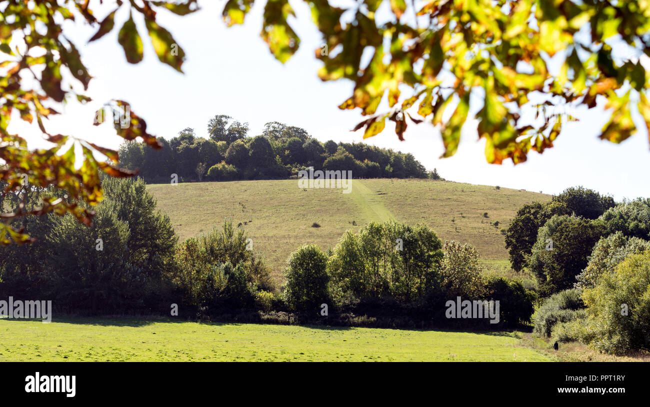 Wittenham Klumpen von Little Wittenham Kirchhof, Oxfordshire, England gesehen, Großbritannien Stockfoto