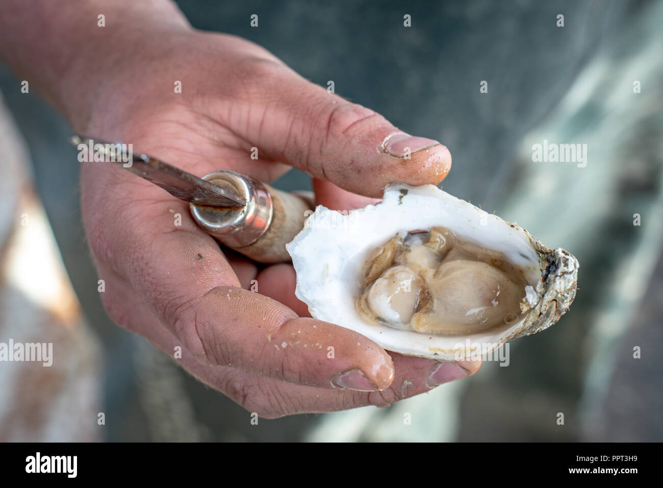 Eine Nahaufnahme einer Auster geknackt öffnen. Stockfoto