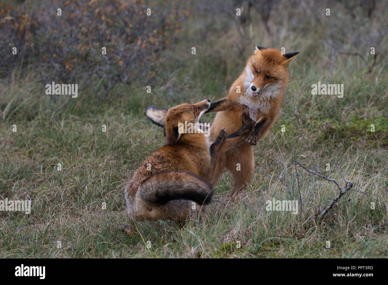 Rotfuechse (Vulpes vulpes), Niederlande Stockfoto