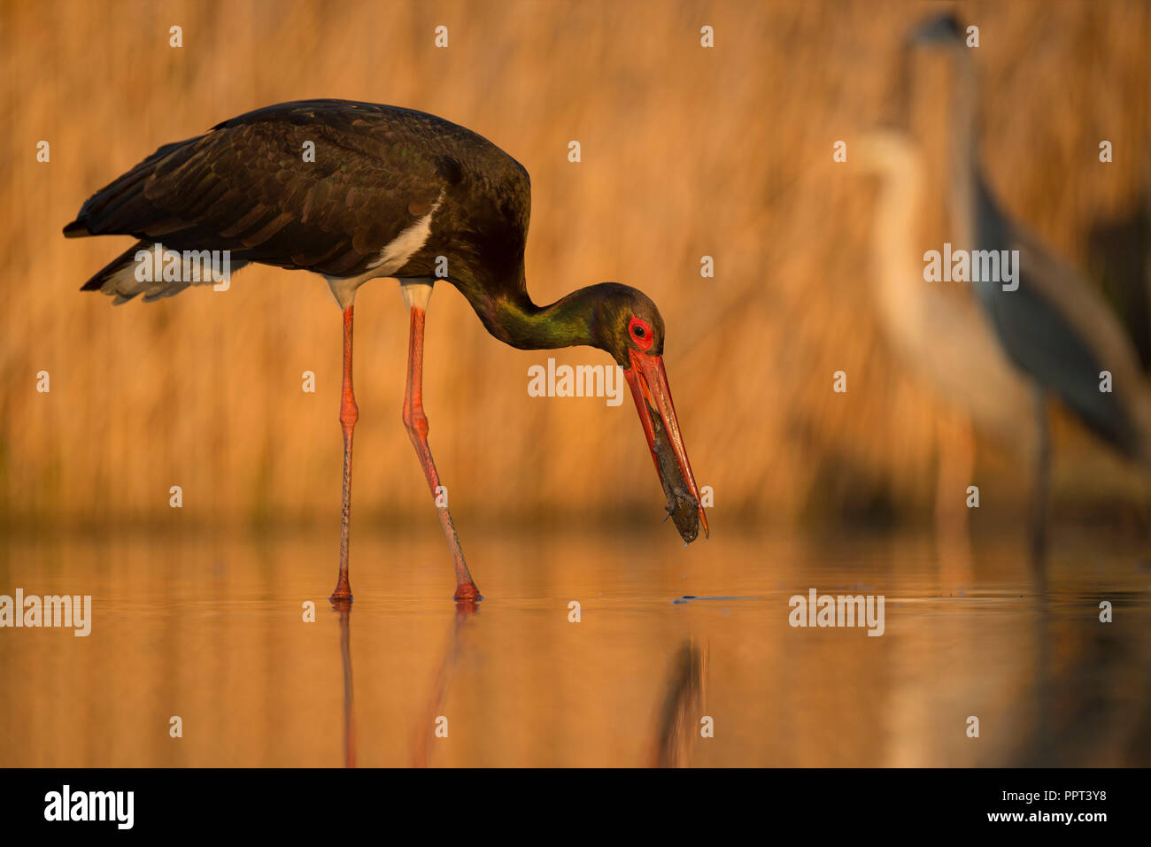 Schwarzstorch (Ciconia nigra) mit Fisch, Hortobagy-Nationalpark, Ungarn Stockfoto