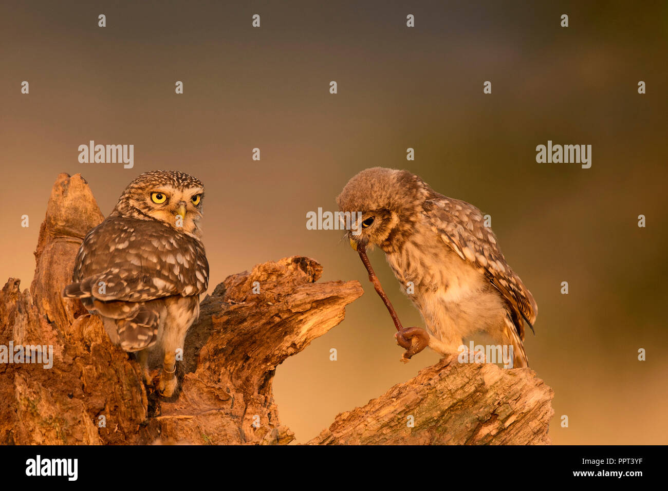 Steinkauz (Athene noctua), Eifel, Rheinland-Pfalz, Deutschland Stockfoto