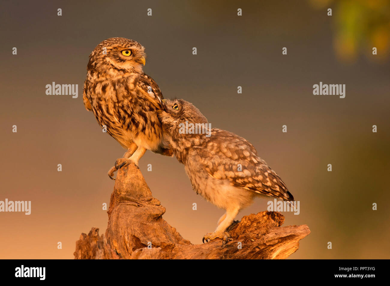 Steinkauz (Athene noctua), Eifel, Rheinland-Pfalz, Deutschland Stockfoto