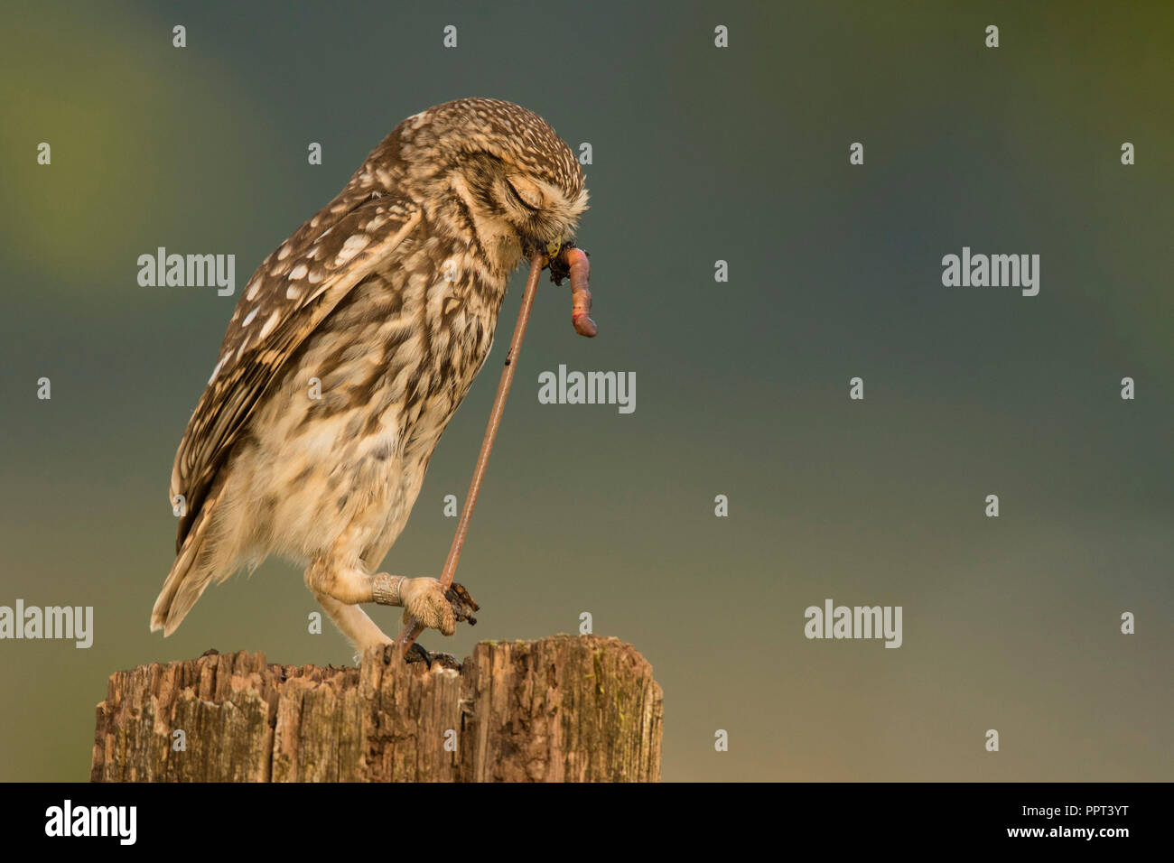 Steinkauz (Athene noctua), Eifel, Rheinland-Pfalz, Deutschland Stockfoto
