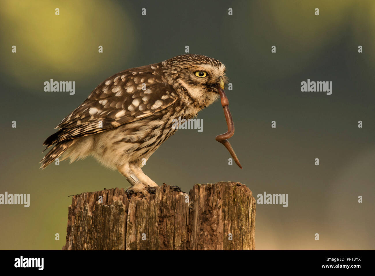 Steinkauz (Athene noctua), Eifel, Rheinland-Pfalz, Deutschland Stockfoto