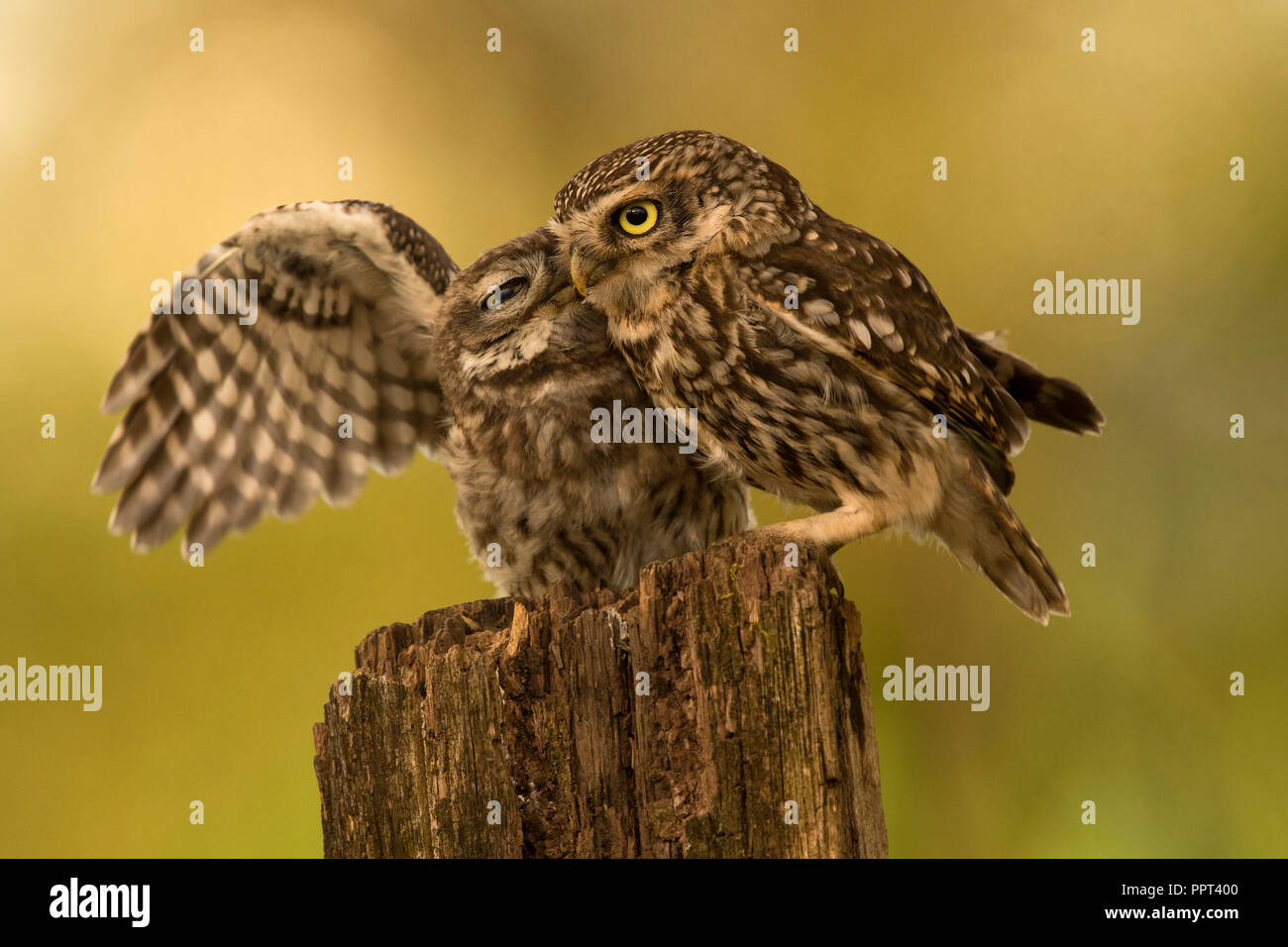 Steinkauz (Athene noctua), Eifel, Rheinland-Pfalz, Deutschland Stockfoto